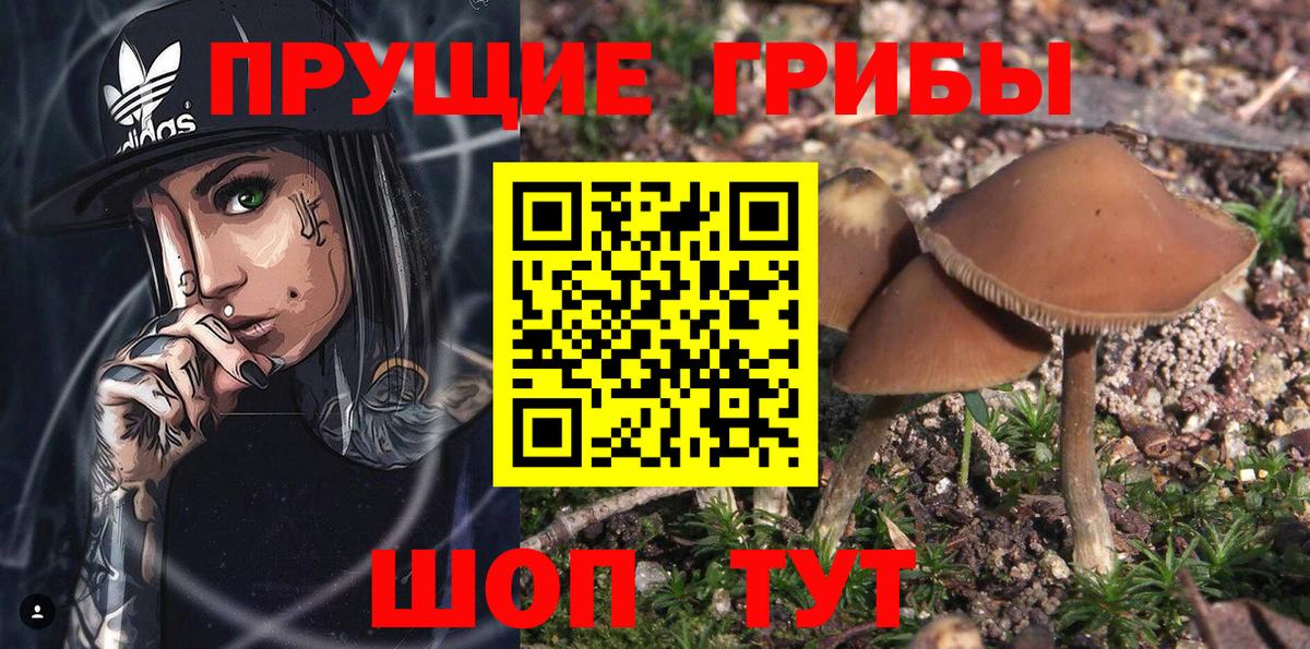 Альметьевск  Псилоцибиновые грибы Psilocybe  наркотики  Вход с VPN  Галлюциногенные грибы прущие грибы 